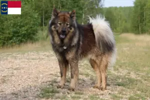 Read more about the article Eurasier breeders and puppies in North Carolina