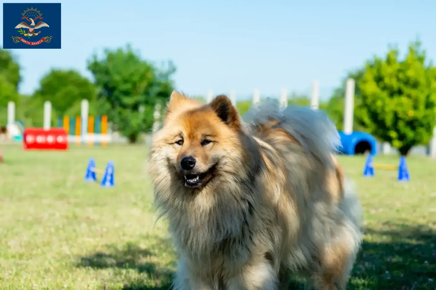 Eurasier puppies and breeders North Dakota Find Eurasier breeders in North Dakota here.