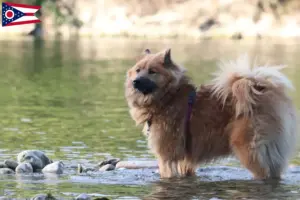Read more about the article Eurasier breeders and puppies in Ohio