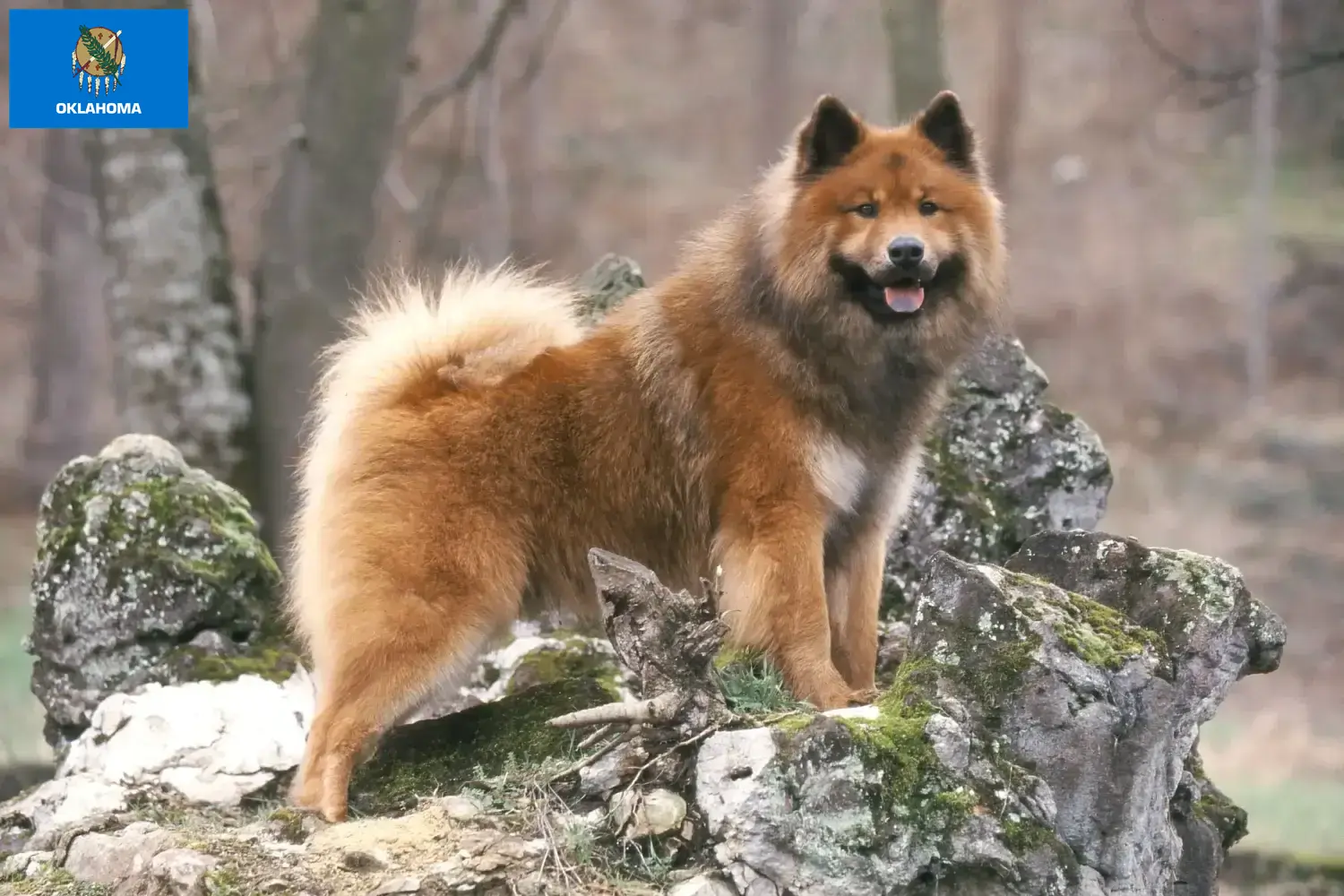 Eurasier puppies and breeders Oklahoma Find Eurasier breeders in Oklahoma.