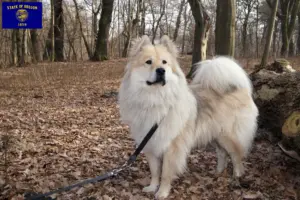 Read more about the article Eurasier breeders and puppies in Oregon