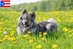 Read more about the article Eurasier breeders and puppies in Puerto Rico