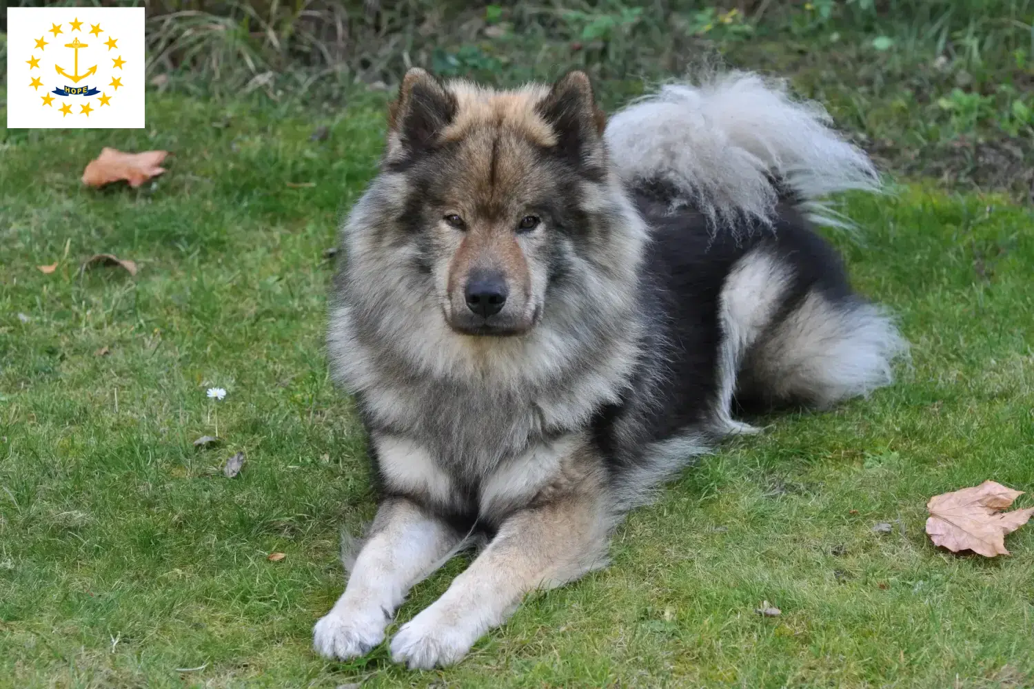 Eurasier puppies and breeders Rhode Island Find Eurasier breeders in Rhode Island here.