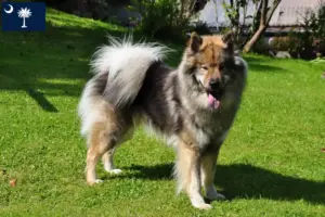Read more about the article Eurasier breeders and puppies in South Carolina