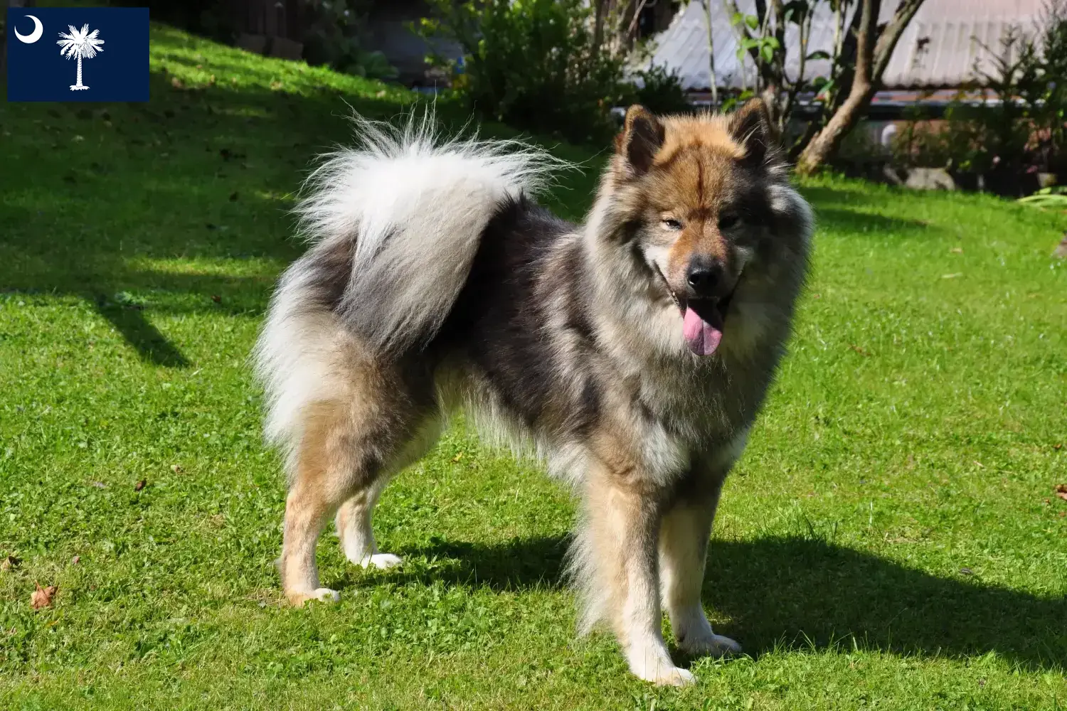 Eurasier puppies and breeders South Carolina Find Eurasier breeders in South Carolina.