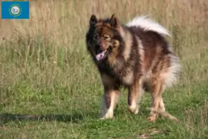 Read more about the article Eurasier breeders and puppies in South Dakota