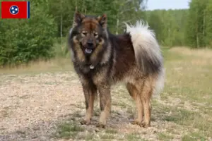 Read more about the article Eurasier breeders and puppies in Tennessee