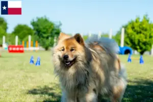 Read more about the article Eurasier breeders and puppies in Texas