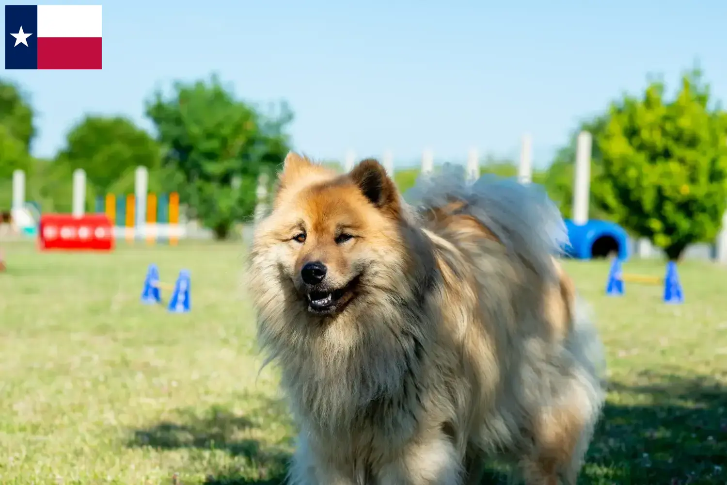 Eurasier puppies and breeders Texas Find Eurasier breeders in Texas here.