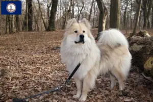 Read more about the article Eurasier breeders and puppies in Virginia