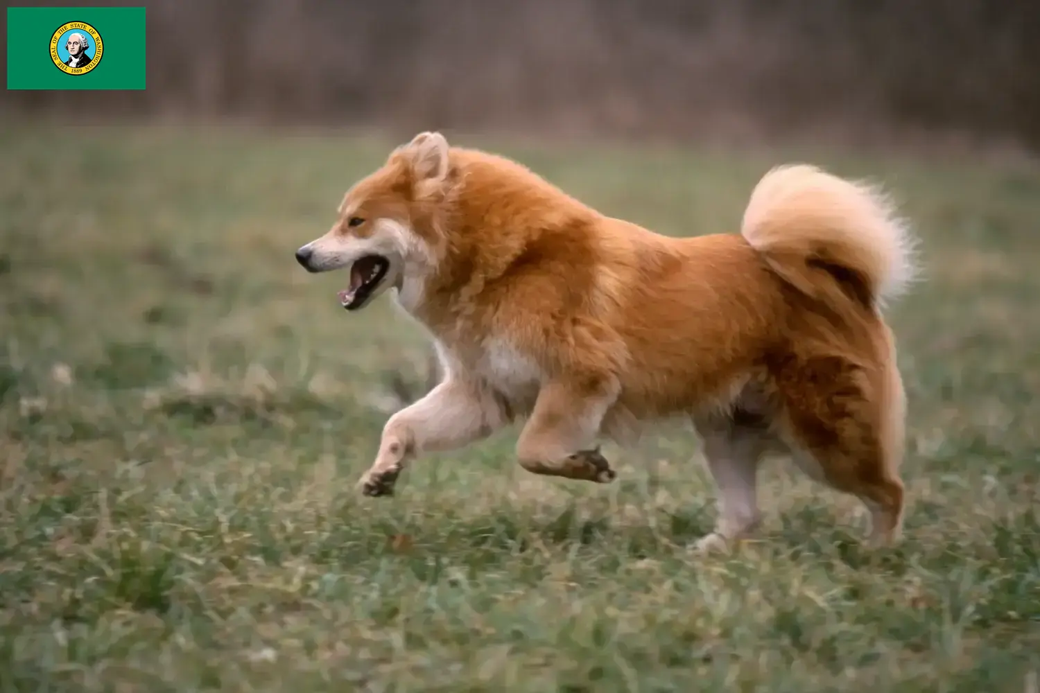 Eurasier puppies and breeders Washington Find Eurasier breeders in Washington here.