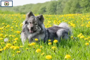 Read more about the article Eurasier breeders and puppies in West Virginia