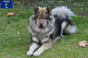 Read more about the article Eurasier breeders and puppies in Wisconsin