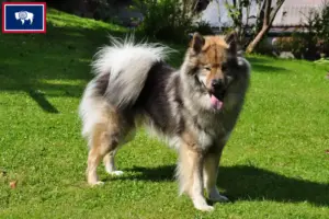 Read more about the article Eurasier breeders and puppies in Wyoming