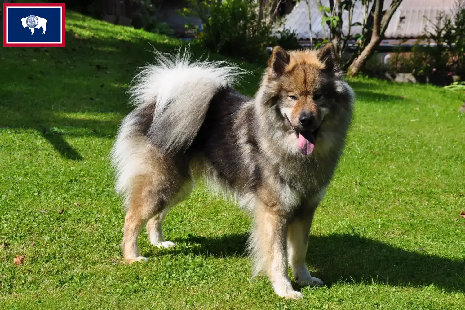 Eurasier puppies and breeders Wyoming Find Eurasier breeders in Wyoming here.