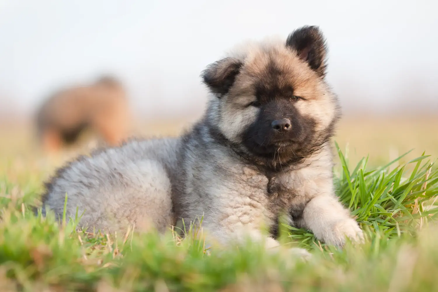 Buying a Eurasier puppy means taking responsibility! Buy Eurasier puppies.