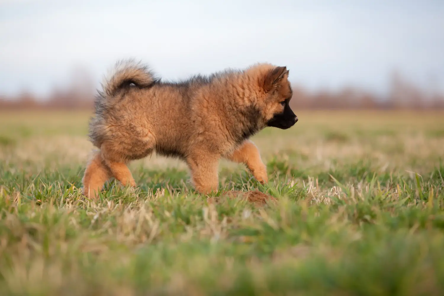 Buying a Eurasier puppy means taking responsibility! Buy Eurasier puppies.