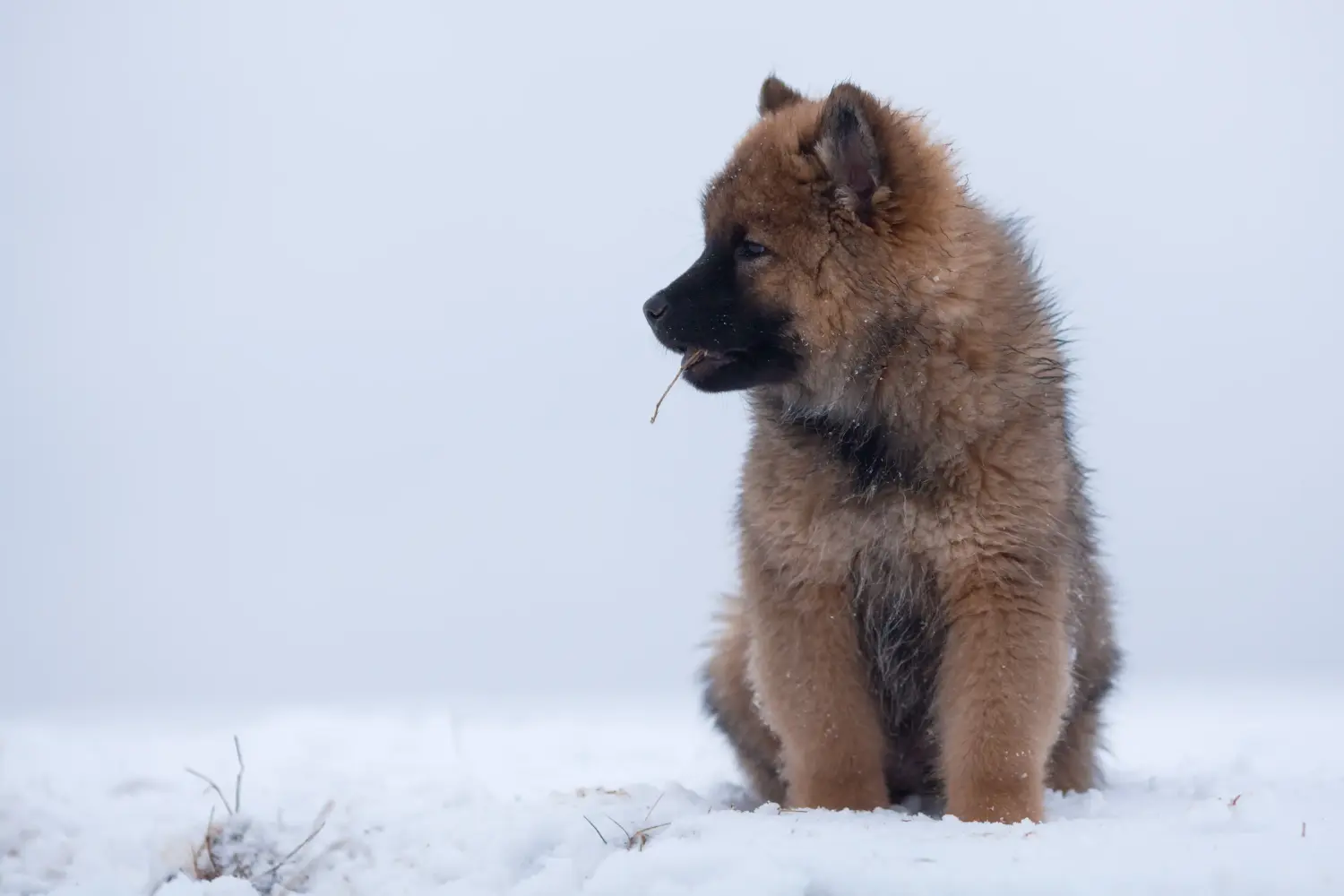 Buying a Eurasier puppy means taking responsibility! Buy Eurasier puppies.