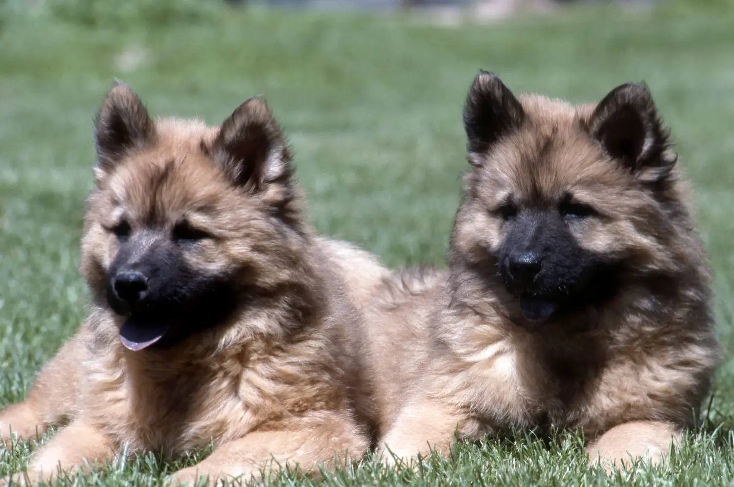 Buying a Eurasier puppy means taking responsibility! Buy Eurasier puppies.