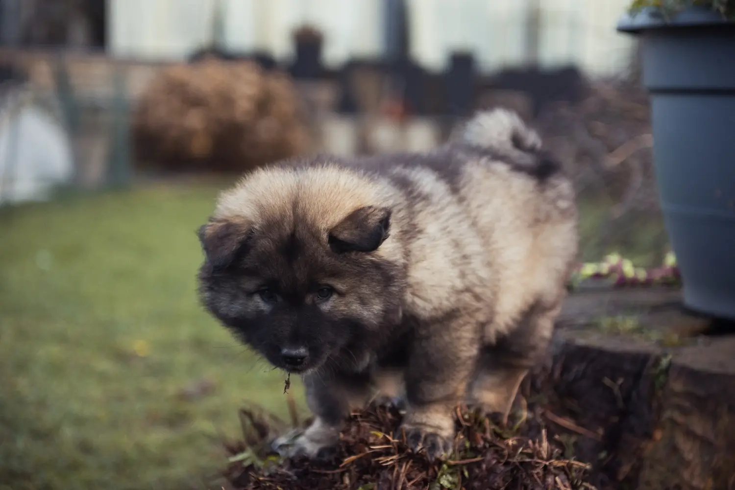Buying a Eurasier puppy means taking responsibility! Buy Eurasier puppies.