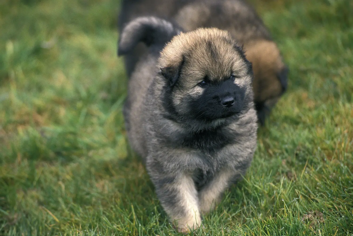 Buying a Eurasier puppy means taking responsibility! Buy Eurasier puppies.
