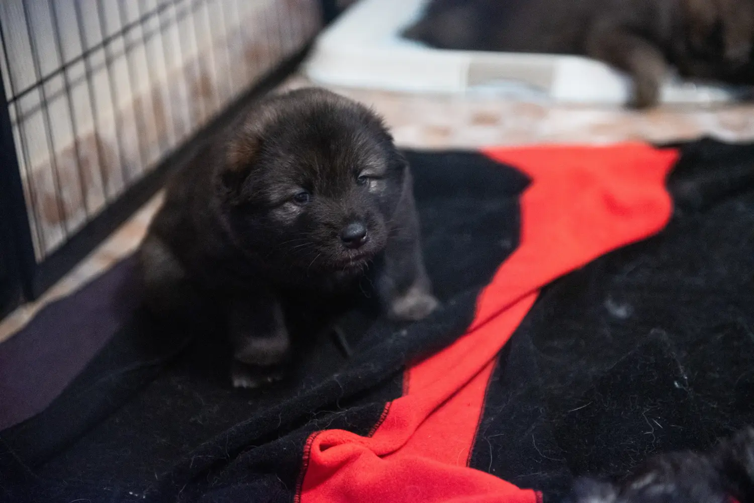 Buying a Eurasier puppy means taking responsibility! Buy Eurasier puppies.