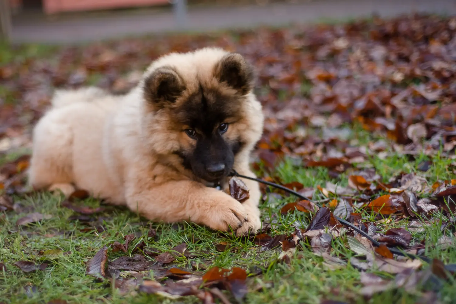 Buying a Eurasier puppy means taking responsibility! Buy Eurasier puppies.