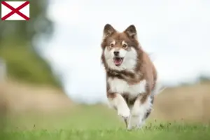 Read more about the article Finnish Lapphund breeder and puppies in Alabama