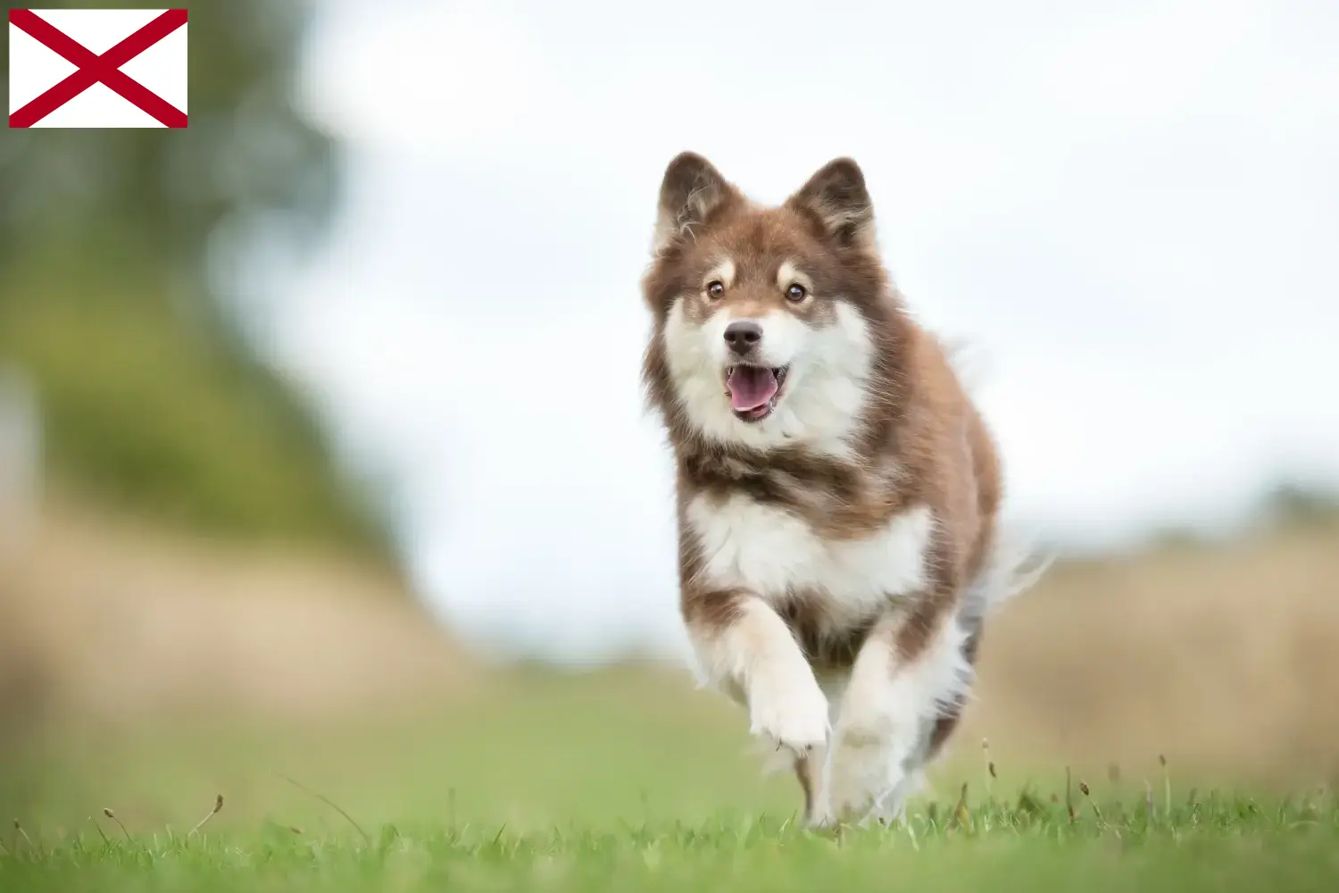 Finnish Lapphund puppies and breeder Alabama Find Finnish Lapphund breeders in Alabama here.