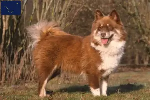 Read more about the article Finnish Lapphund breeders and puppies in Alaska