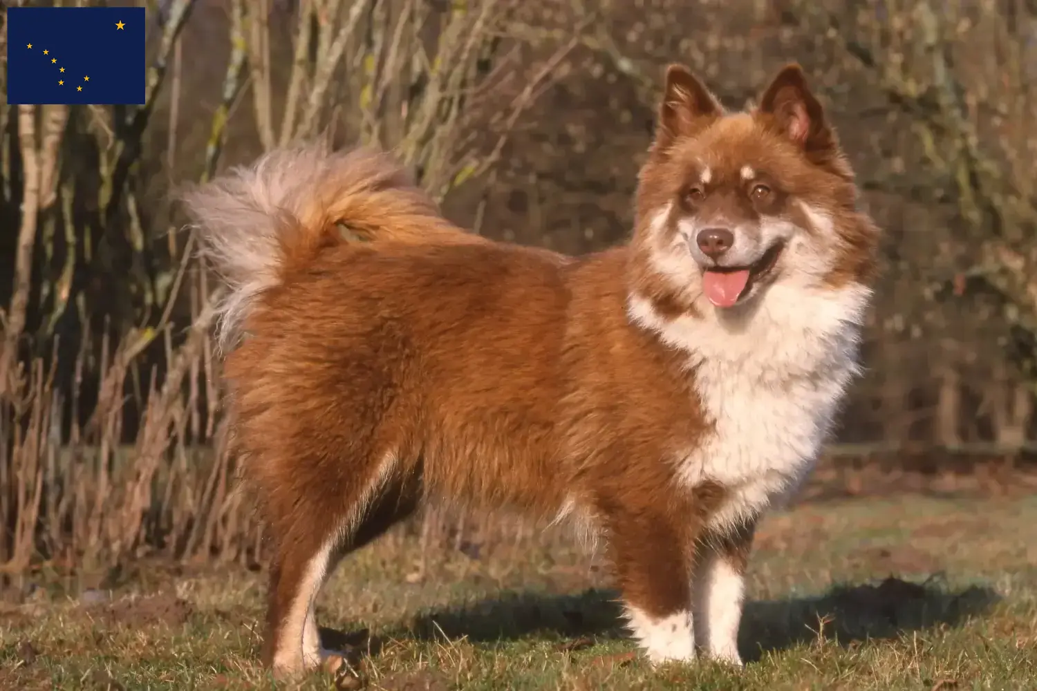 Finnish Lapphund puppies and breeders Alaska Find Finnish Lapphund breeders in Alaska here.