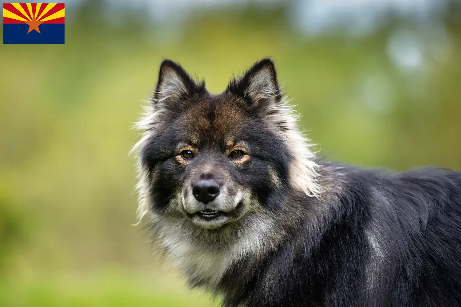 Finnish Lapphund puppies and breeder Arizona Find Finnish Lapphund breeders in Arizona.