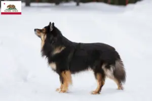 Read more about the article Finnish Lapphund breeders and puppies in California