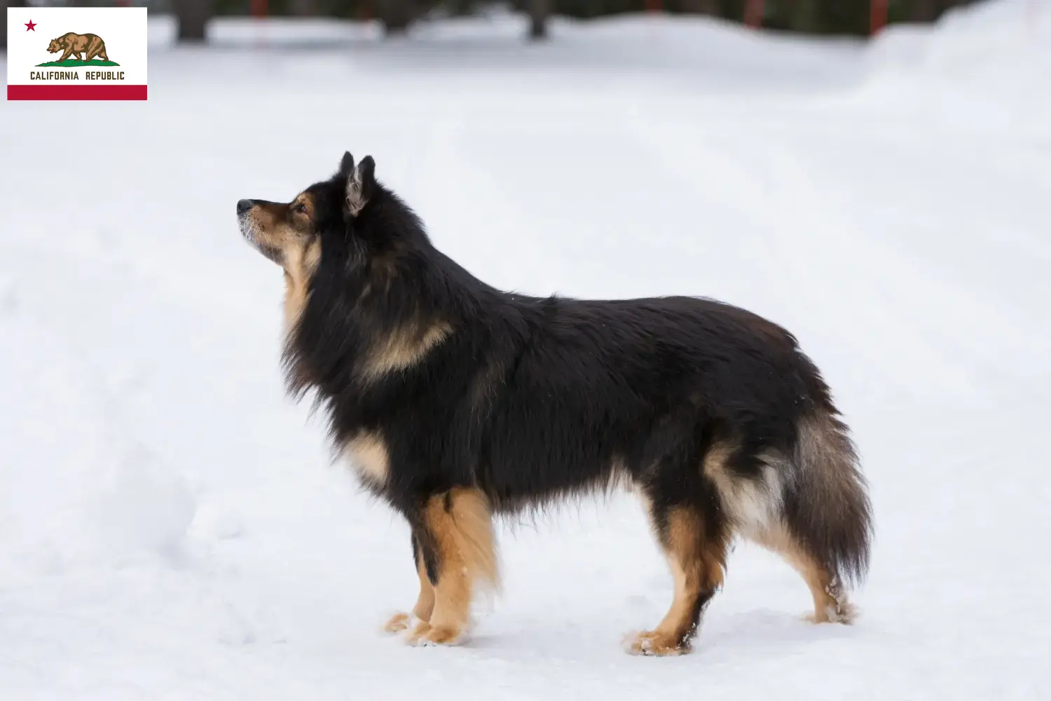 Finnish Lapphund puppies and breeder California Find Finnish Lapphund breeders in California here.