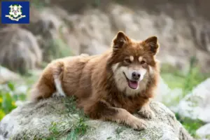 Read more about the article Finnish Lapphund breeders and puppies in Connecticut