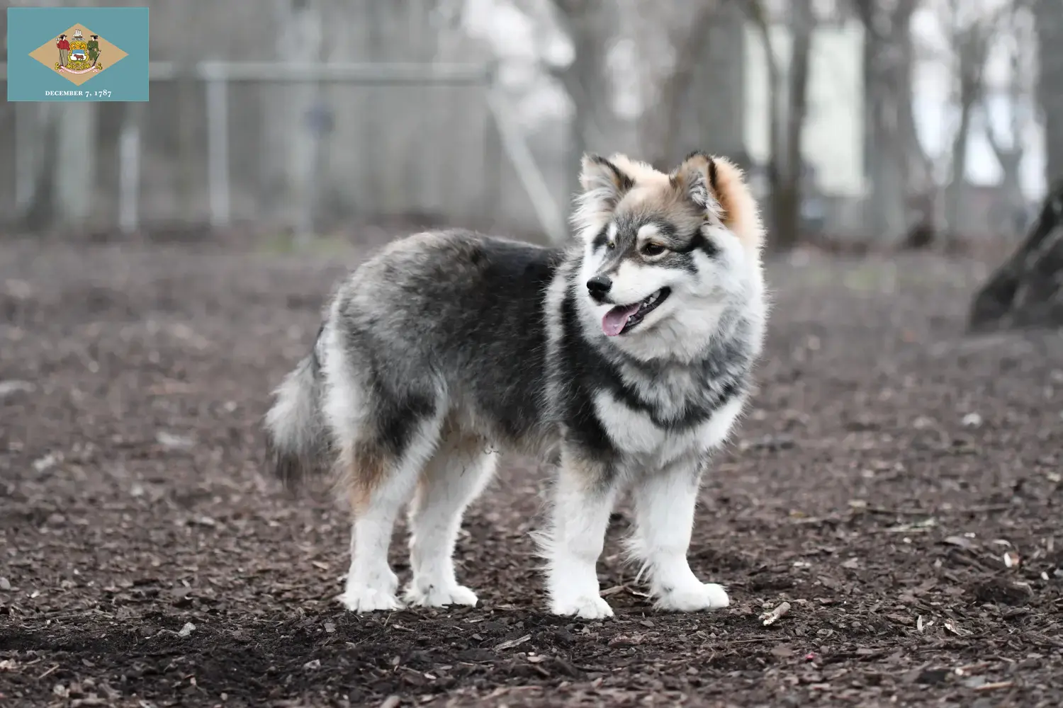 Finnish Lapphund puppies and breeder Delaware Find Finnish Lapphund breeders in Delaware here.
