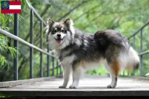 Read more about the article Finnish Lapphund breeders and puppies in Georgia