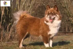 Read more about the article Finnish Lapphund breeders and puppies in Illinois