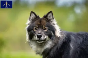 Read more about the article Finnish Lapphund breeders and puppies in Indiana