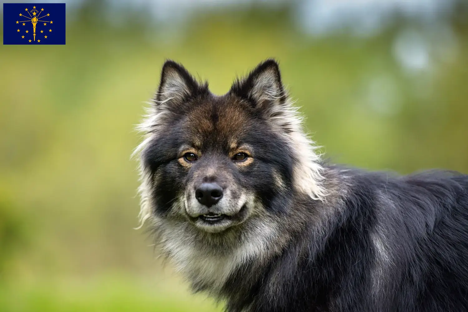 Finnish Lapphund puppies and breeder Indiana Find Finnish Lapphund breeders in Indiana.