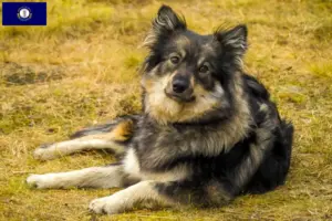 Read more about the article Finnish Lapphund breeder and puppies in Kentucky