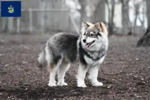 Read more about the article Finnish Lapphund breeders and puppies in Maine