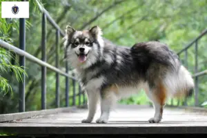 Read more about the article Finnish Lapphund breeders and puppies in Massachusetts