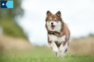 Read more about the article Finnish Lapphund breeders and puppies in Minnesota