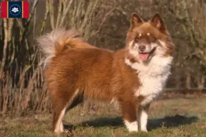 Read more about the article Finnish Lapphund breeder and puppies in Mississippi