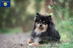 Read more about the article Finnish Lapphund breeders and puppies in Montana