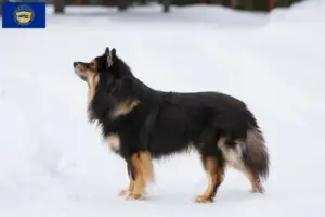 Read more about the article Finnish Lapphund breeder and puppies in Nebraska