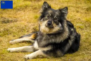 Read more about the article Finnish Lapphund breeders and puppies in Nevada