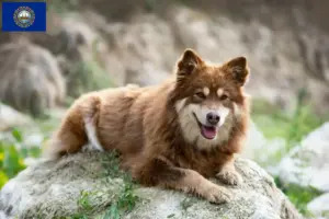 Read more about the article Finnish Lapphund breeder and puppies in New Hampshire