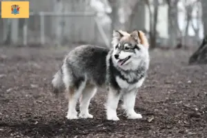 Read more about the article Finnish Lapphund breeder and puppies in New Jersey